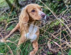 Clumbers may not be as fast as their lighter boned spaniel cousins, but they do boast a strong i ...