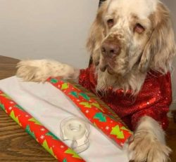 Clumbers are also renowned for their snoring and they do tend to “slobber” quite a b ...