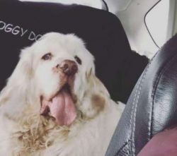 Clumbers are the perfect choice for first time dog owners because they are so amenable and peopl ...