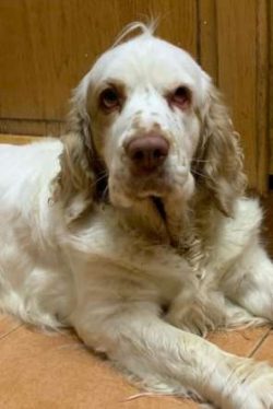 Clumber Spaniel are very social by nature and even though they have working and hunting dogs in  ...