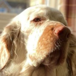 Clumber Spaniels are large dogs that need enough space to express themselves which in short, mea ...