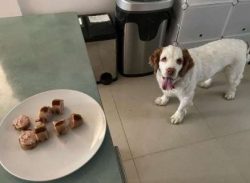 Clumbers are not known to be “barkers” and will typically only voice an opinion when ...