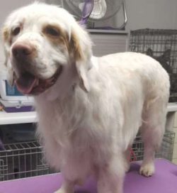 Clumber Spaniels are not natural watchdogs although this is not to say a dog would not let an ow ...