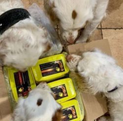 Clumber Spaniels are not natural watchdogs although this is not to say a dog would not let an ow ...