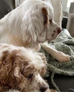 Clumber Spaniels are not natural watchdogs although this is not to say a dog would not let an ow ...