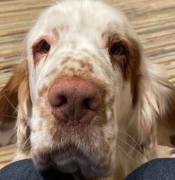 Being highly intelligent, the Clumber Spaniel is very easy to train with the added bonus being t ...
