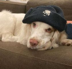 Being highly intelligent, the Clumber Spaniel is very easy to train with the added bonus being t ...