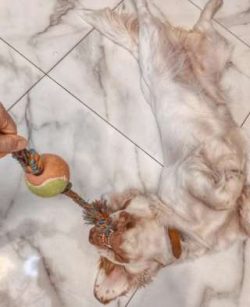 Being highly intelligent, the Clumber Spaniel is very easy to train with the added bonus being t ...
