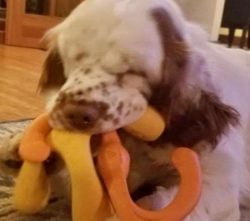 Being highly intelligent, the Clumber Spaniel is very easy to train with the added bonus being t ...