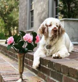 These spaniels are also great around other pets and animals providing they have grown up togethe ...