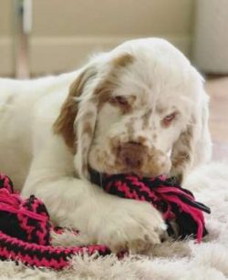 The average life expectancy of a Clumber Spaniel is between 9 to 15 years when properly cared fo ...