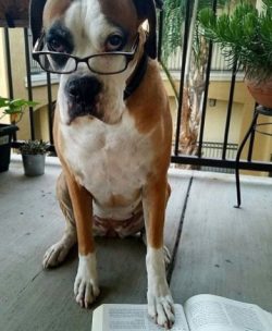 Today, boxers are excellent guard dogs, bodyguards, and guide dogs. They often work in the polic ...