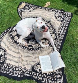 The breed owes its name to an interesting quality of dogs: they can fight with their front paws, ...