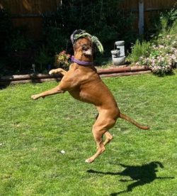 Boxer blood is universal, it is compatible with the blood of all dogs. There are many honorable  ...