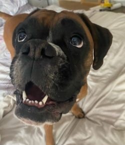 Boxers are the favorite pets of Picasso, Stalone, Robin Williams, and other prominent personalit ...