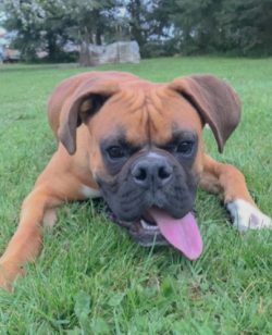 The German Boxer is a large, robust smooth-haired dog bred in Germany. The abbreviated name of t ...
