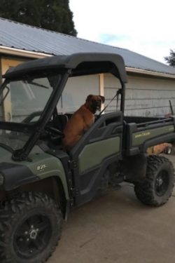 The characteristic of the Boxer breed says that a stable nervous system allows these dogs to be  ...