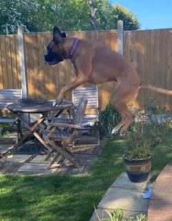 The Boxer is very intelligent and at the same time has a balanced character, which allows him to ...
