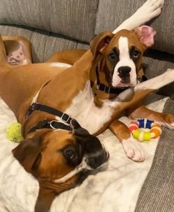 The description of the Boxer breed mentions that dogs live equally comfortably in private houses ...