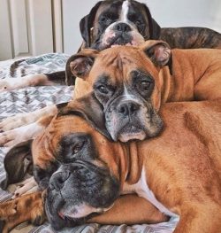 Boxers are known for their well-developed muscles, strong, bony physique. The lifespan of boxers ...