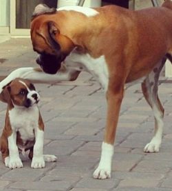 Females look more compact than males. The weight of an adult dog varies from 25 to 32 kg. Bitche ...