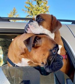 Bulldogs, Bullenbeisers (Bullhound), mastiffs became the ancestors of the German boxer, who conq ...