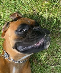 In Munich, the breeder crossed representatives of the first two breeds in order to improve the p ...