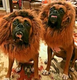 Modern pets are outwardly different from their counterparts that were born at that time. This is ...