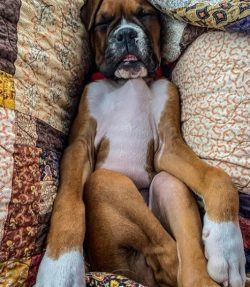 At first, Boxers were used as shepherds, buffalo or boar hunters, and for transporting small loa ...