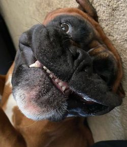 Not all breeders accept the 19th century as the date of the breed’s appearance. Researcher ...