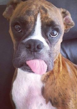 The ancient representatives of boxers are considered more aggressive, bloodthirsty. Such qualiti ...