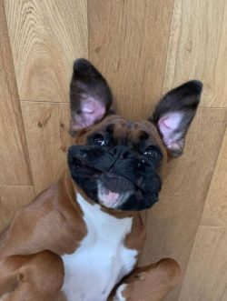 The favorite entertainment of the nobility – dog fights – did not go without the par ...