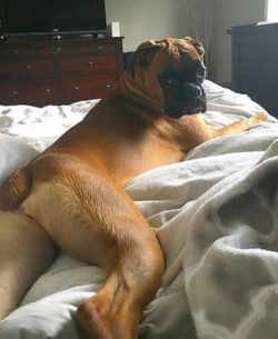 The habit of fingering with his paws, as if boxing when the dog wants to play, predetermined the ...