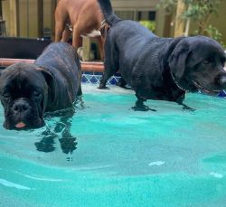 Representatives of the German breed have a stocky, so-called “square” build, due to  ...