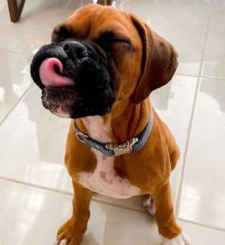 The boxer’s skull is medium in size, in proportion to the body. The dog’s muzzle is  ...
