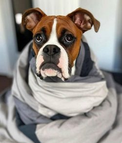 Wrinkles, folds on the head appear if the pet is alarmed by something. The rest of the time, the ...