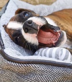 A boxer’s ears are located along the cheekbones in a calm state, and in case of alertness, ...