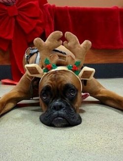 When examining the German, it is clear that the front paws are strictly parallel to each other.  ...