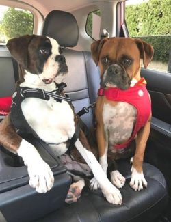 Thanks to the strong legs, the boxer moves quickly, easily overcoming obstacles.