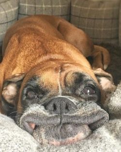The dog’s hair is short, coarse, tight to the skin. The coat of a healthy individual shoul ...