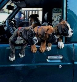 The dog’s hair is short, coarse, tight to the skin. The coat of a healthy individual shoul ...