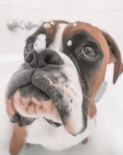 For any boxer color, a dark mask on the muzzle is always present. It is rare to find white boxer ...
