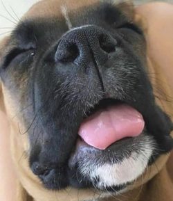 Boxers prefer to be surrounded by people – they like attention. 