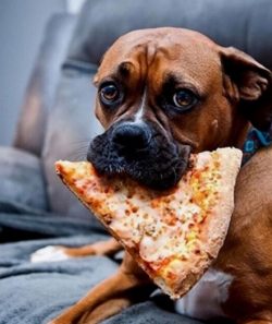 A well-bred pet gets along excellently with children, does not offend them, protects, and plays  ...
