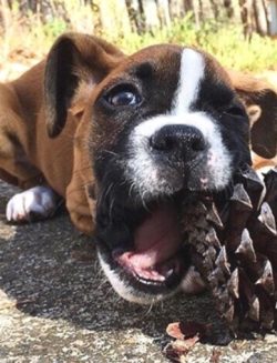 The docile nature of the boxer allows him to peacefully coexist not only with family members but ...