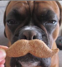 He will make friends with other dogs or cats, but the smaller inhabitants of apartments and bird ...