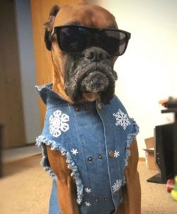 A boxer’s cordiality should not deceive strangers. He will never lose his vigilance in ord ...