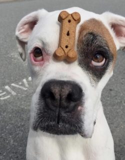 An adult dog has a calm, balanced character, which is the result of the training from an early age. 