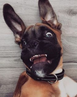 To turn a too noisy, stubborn, sometimes disobedient puppy into a model dog, you need a person w ...