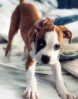 Boxers retain their foolishness and childlike spontaneity for a long time. 